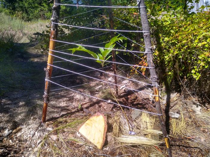 Greg, can you ask your chestnut to stop growing? I'm gonna have to build a new fence. Just kidding, I'm thrilled!