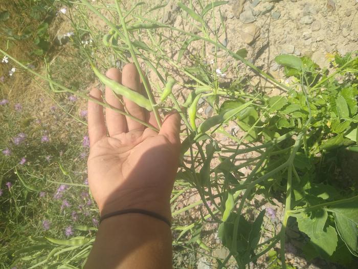 Nice big daikon pods, they taste pretty good raw