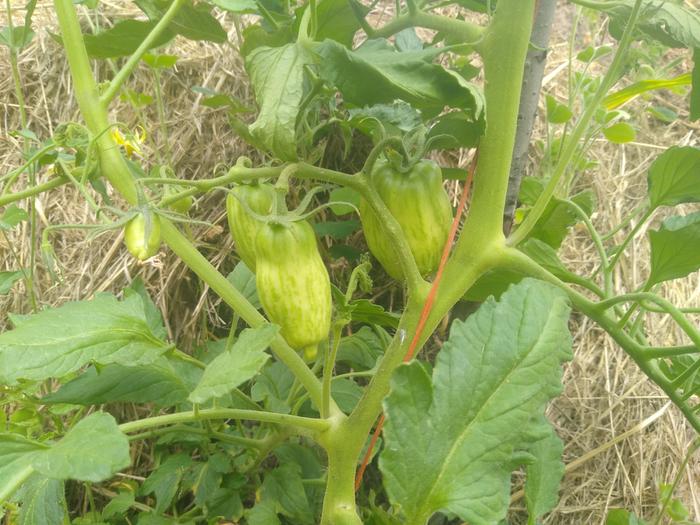 Some tomatoes at the Abbey!