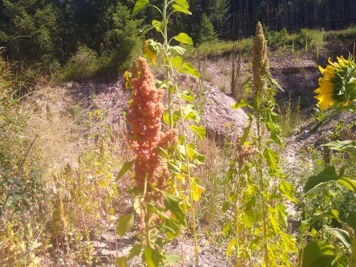 Beautiful head of quinoa at the Abbey