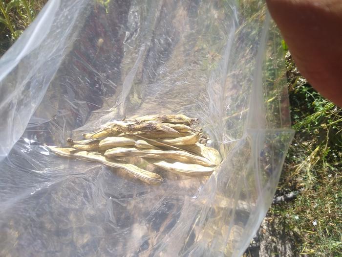 Bag of fava bean pods