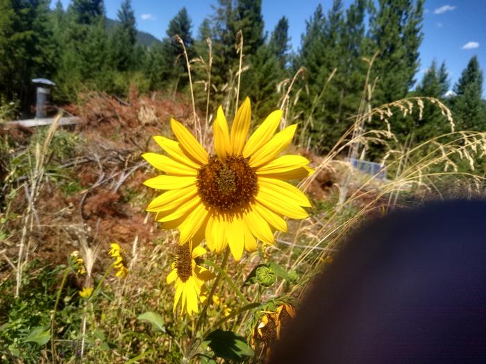 What I think is a native sunflower, ft. my finger