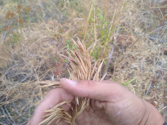 Found some ergot on some grass, some on the Sepp Holzer grain too. Yikes!