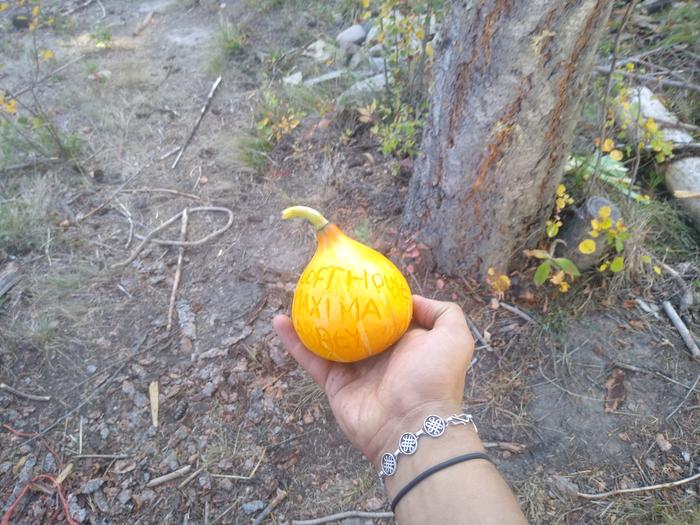 Harvested a squash from the Abbey hugels. Can you guess the variety?