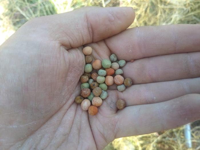 Really cool diversity showing in the tendril peas. These are all from just two plants!