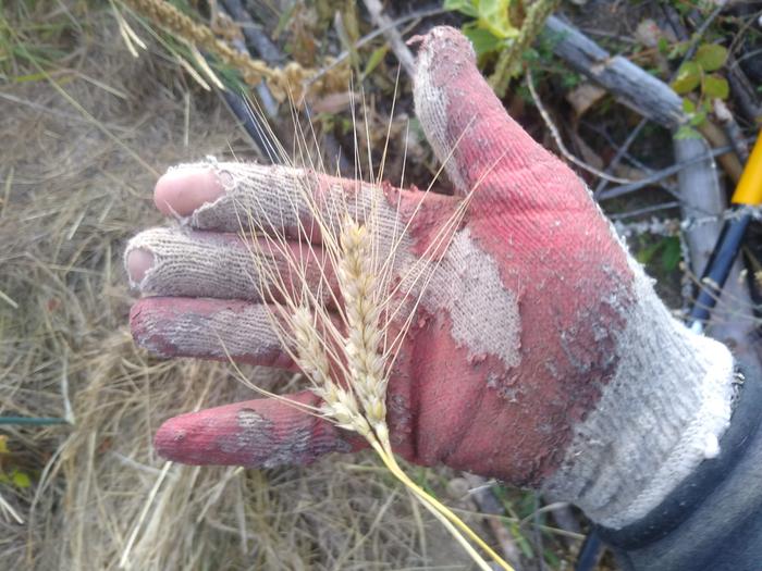 Found a bit more wheat in the cold drain