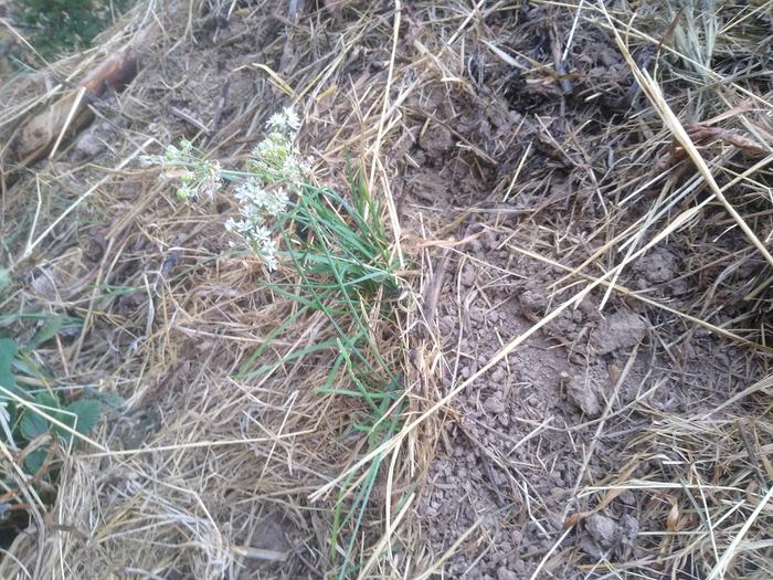 Some garlic chives in the back paddock