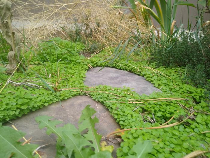 Pretty little mystery groundcover