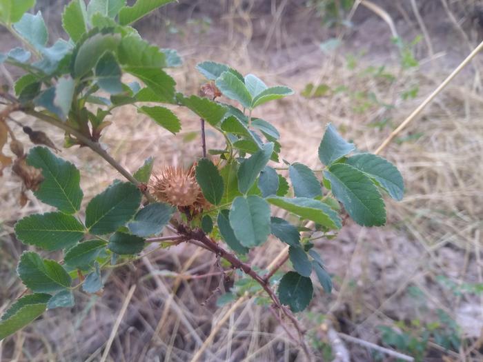 Weird spiky rose hip. Insects?