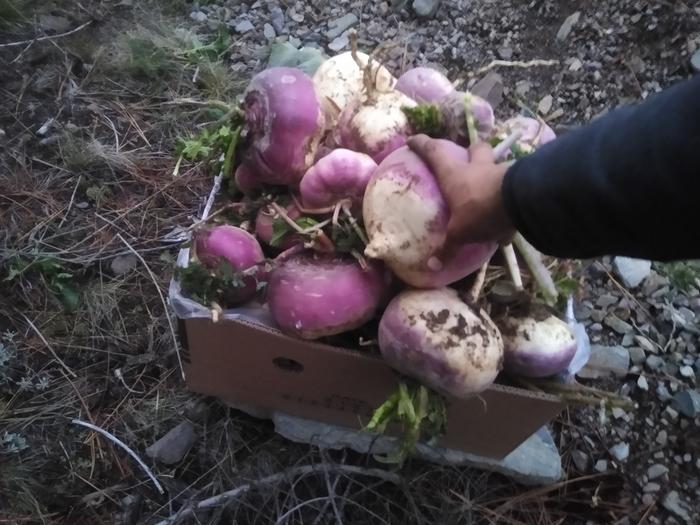 Giant box of turnips grown on the tank trap (with no care!) 