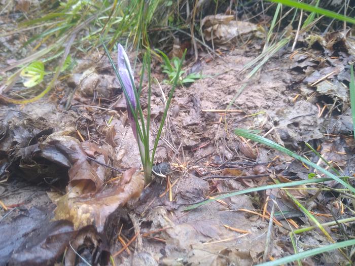 Saffron crocus on Fred's plot