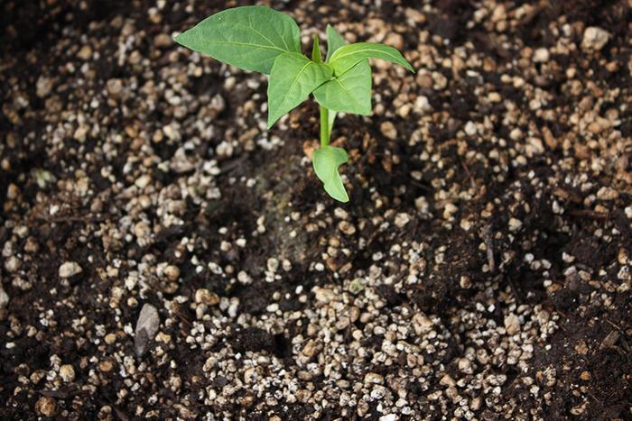 Healthy pepper plant