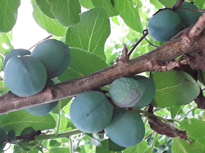 Italian Blue Plums