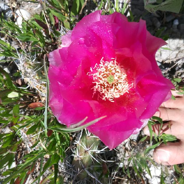 Opuntia polyacantha