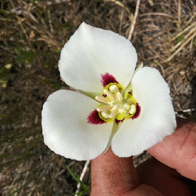 Sego lily