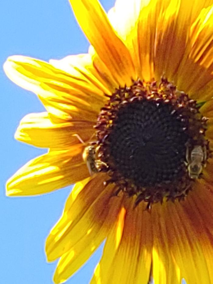 Wild sunflower 