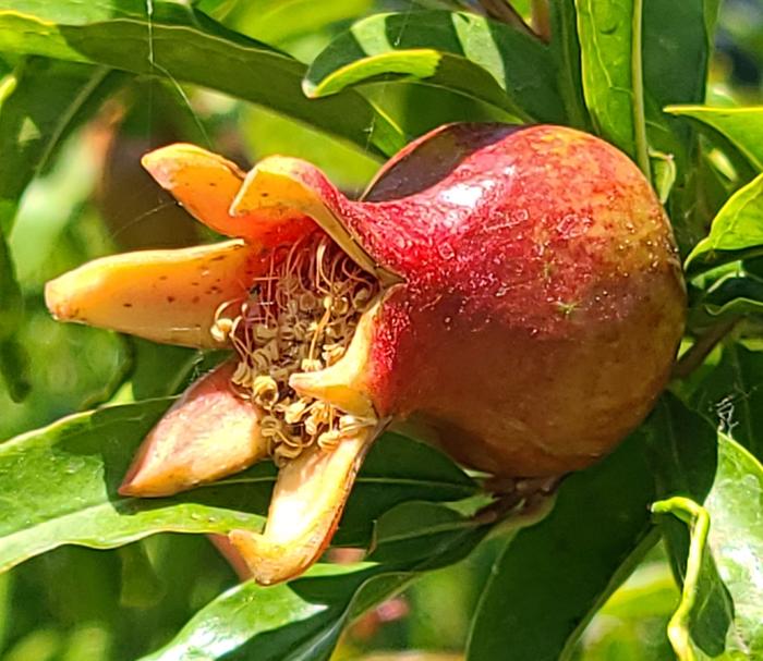 Pomegranate after pollination 