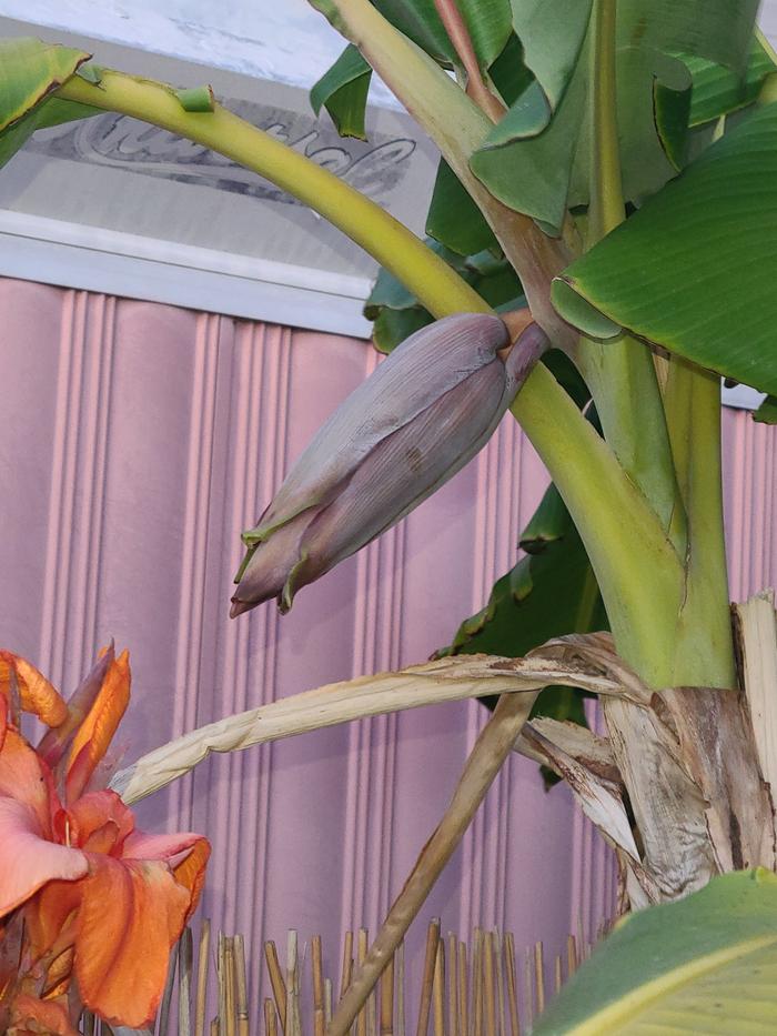 Banana flower just about to open