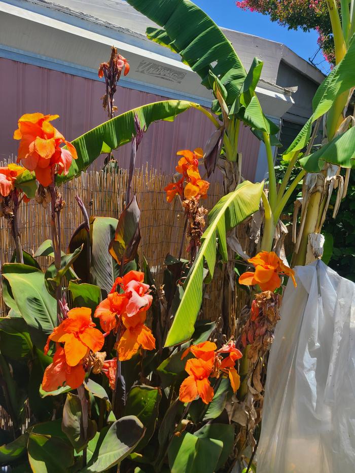 Cannas and banana