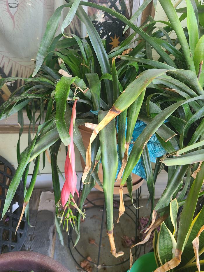 Friendship plant, a bromeliad