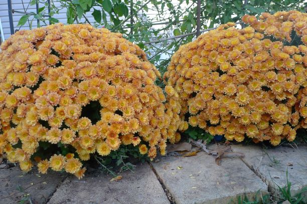 Garden mums. Each clump started as a 4 inches cutting in the spring. No pinching needed