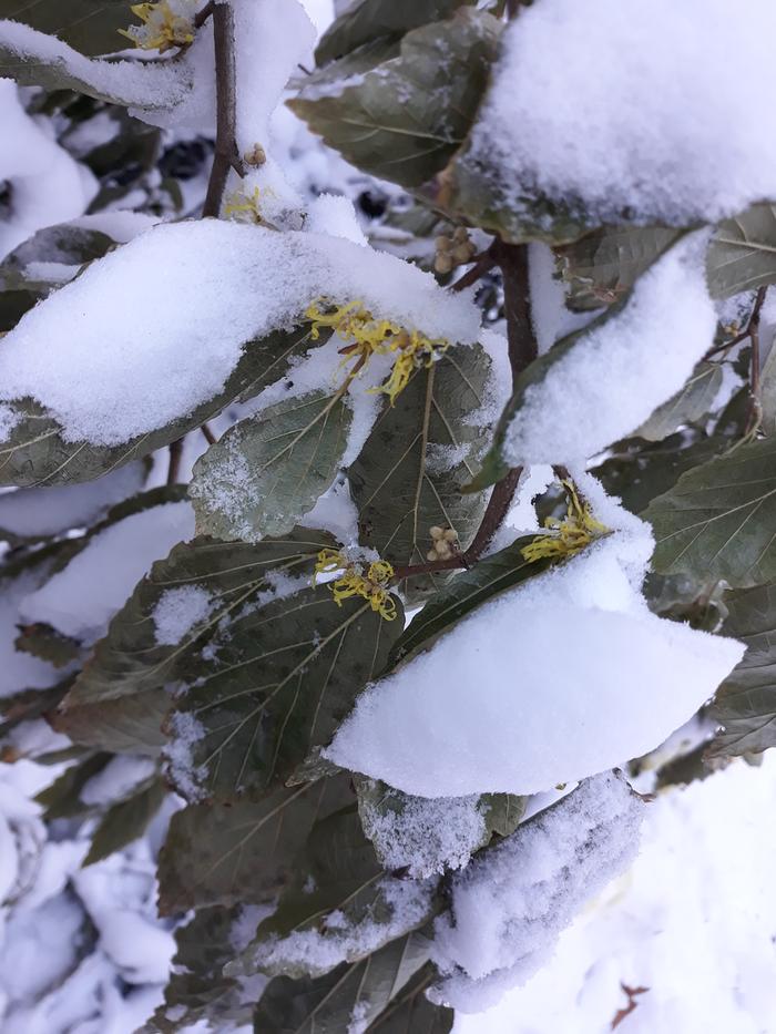 Snow on Witchhazel