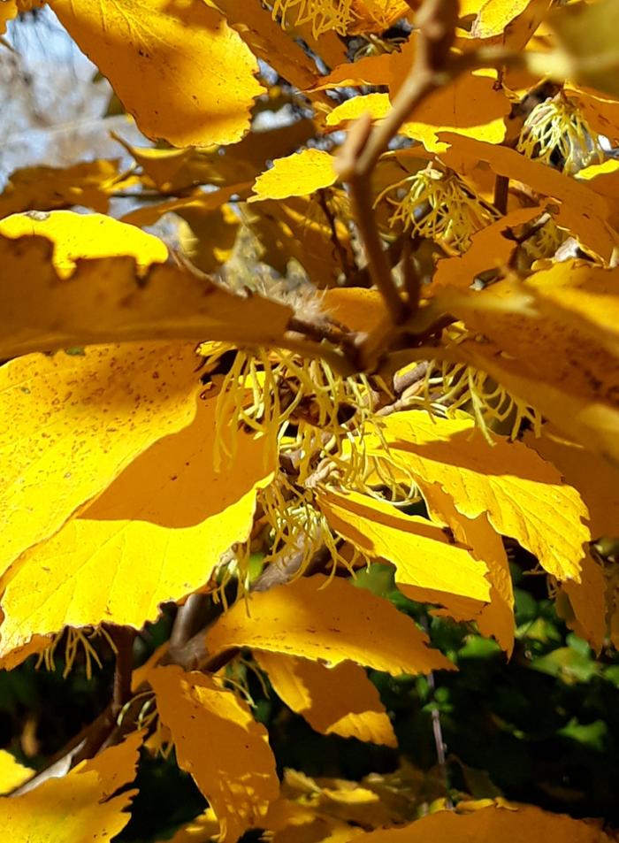 Honeybee on Witchhazel