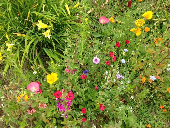 My wildflower garden in summer. 