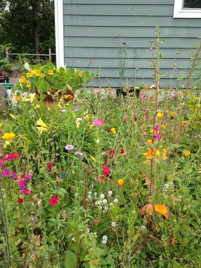 It's fun to see which flowers are blooming because it changes a lot throughout the year. 