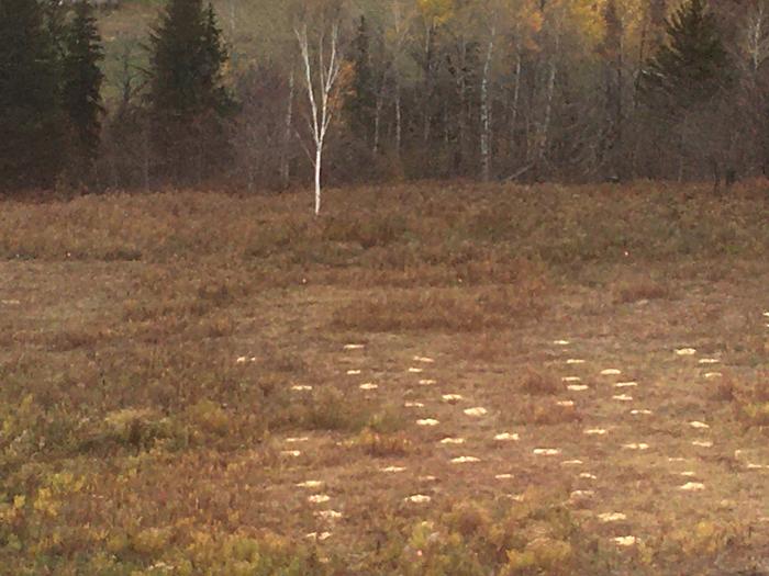 You can see some of the stake flags, this picture was taken from my window