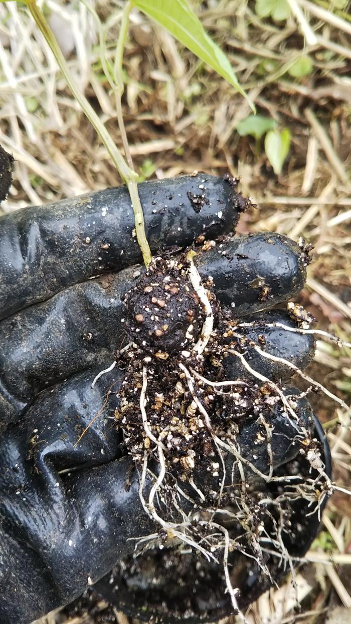 sure enough, sprouting from the beach bulbils