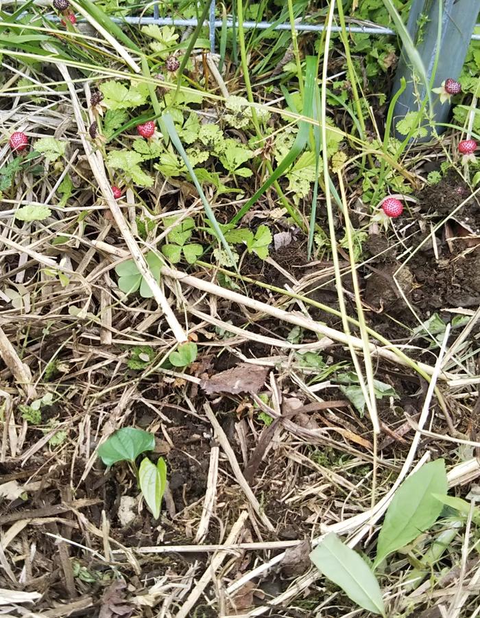 planted out by the fence, (bottom left)