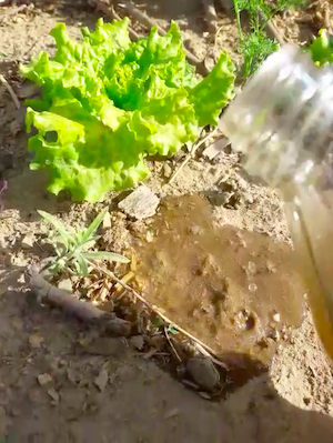 I poured a little vinegar on the soil.