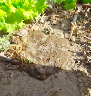 The vinegar started to fizz on the soil immediately.