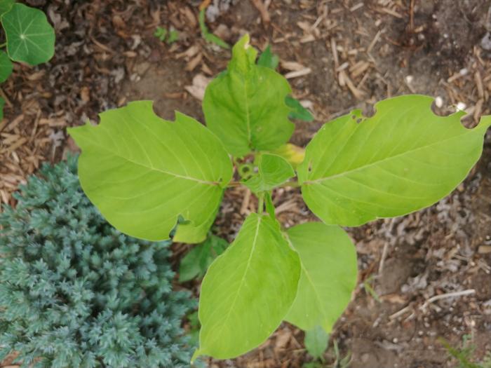 kiss me and leafcutter bees