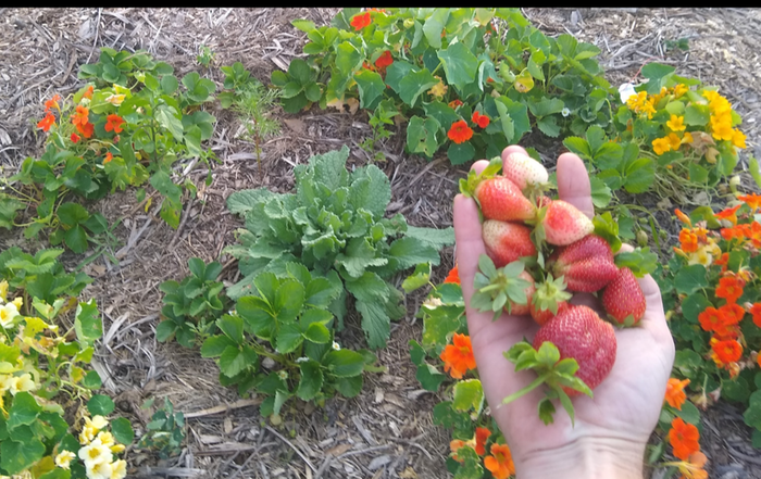 Strawberry patch