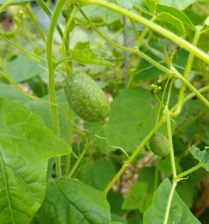 Mexican sour gherkin