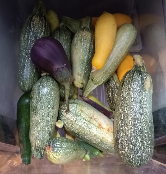 Zuccs, squash and an eggplant