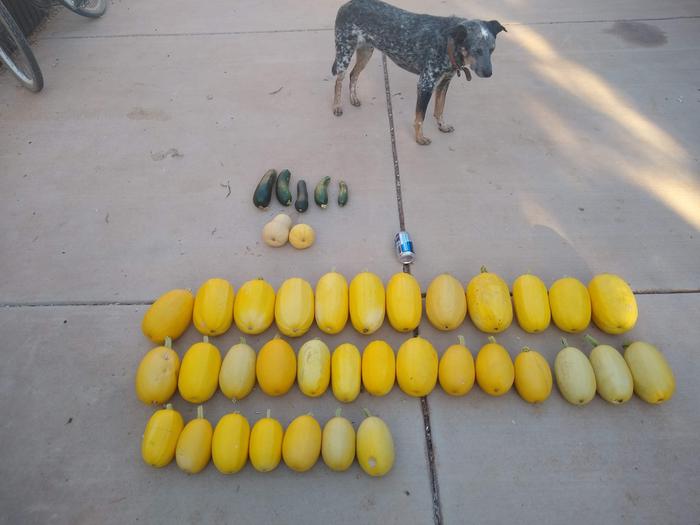 Squash harvest. Easily pulled over 40lbs of zuke earlier in the year.