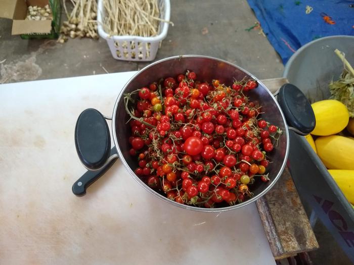 Matt's Wild Cherry tomato. Trying to find the motivation to slice them all in half....