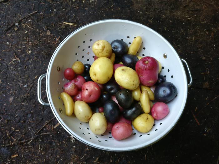 Potato harvest