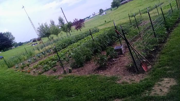 growing garlic in Ohio