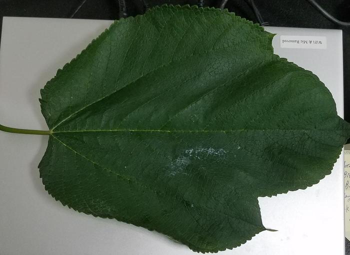 Leaf on top of full size laptop