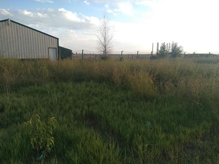 Irrigated orchard area with grass and sweet clover