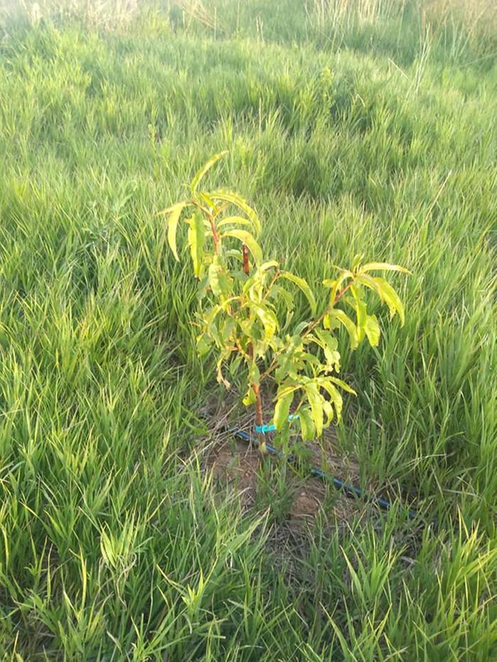 peach tree planted this spring- shall see if it survives the winter