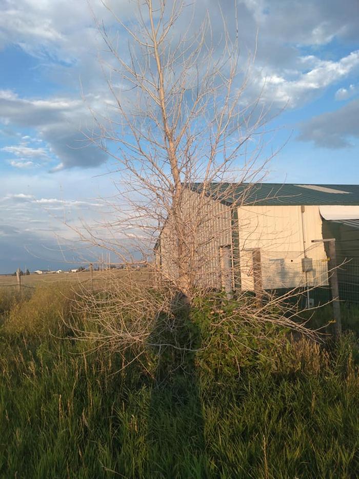 Even a tree that was extremely well established died this winter