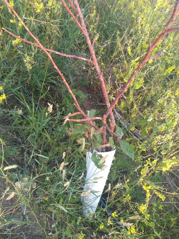 This apple tree was in the kraters up front. In the spring I noticed it getting eaten by the ground squirrels and moved it to the back orchard. It's a pound sweet apple and I hope it makes it. The top is dead but there are some branches alive lower down.