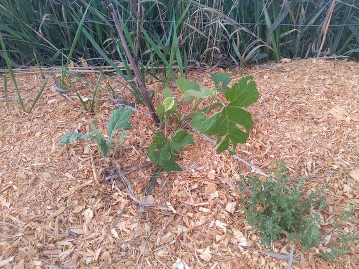 This grape did well last year. I thought it was dead this year but appears to be coming back from the root. So it's probably the root stock and unlikely to taste good.