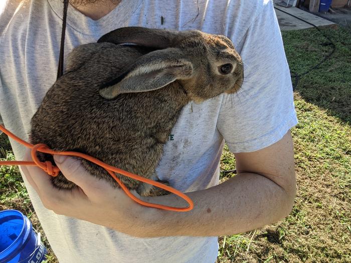 rabbit with choke chain