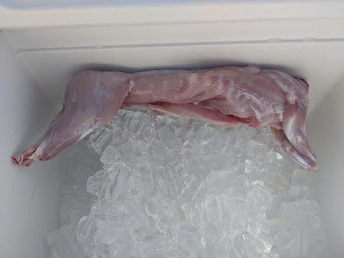 Cleaned rabbit on ice